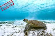 Une tortue marine verte au fond de l’océan (Crédit : Kanenori)