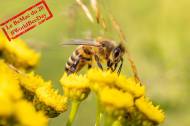 Une abeille qui butine une fleur (Crédit : Photorama)