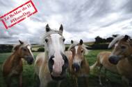 Des chevaux très curieux dans un pâturage (Crédit : Siebeckdotcom)