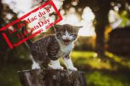 Journée internationale du chat : un chaton dans un jardin