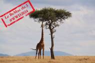 Journée mondiale de la vie sauvage : une girafe dans la savane