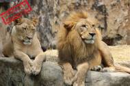 Un lion et une lionne sur un rocher (Crédit : Javallma)