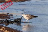  Pollution plastique : une mouette tirant un sac de la mer (Crédit : MechaOwl)