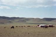 Paysage pastoral en Mongolie : animaux au pâturage et yourtes nomades (Crédit : Alex.I)