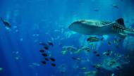 Un requin-baleine dans un aquarium (Crédit : JimmyDominico)