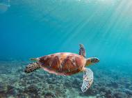 Une tortue marine dans une mer bleue aux îles Gili de Bali (Crédit : Sébastien Goldberg)