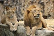 Un lion et une lionne sur un rocher (Crédit : Javallma)